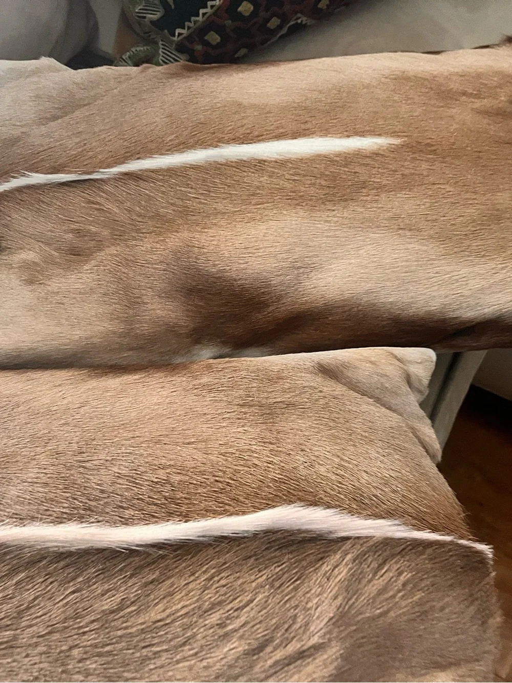 Real antelope accent pillows